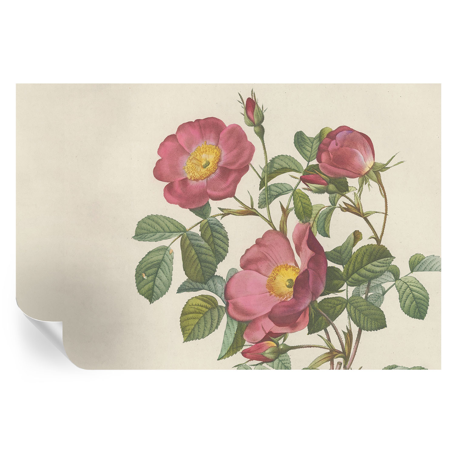 Papel de parede autocolante motivo de rosa 104x152 tulup