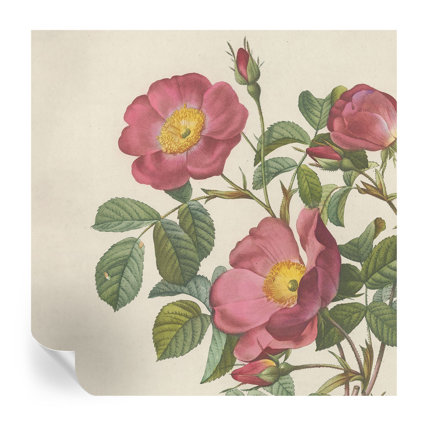 Papel de parede autocolante motivo de rosa 250x250 tulup