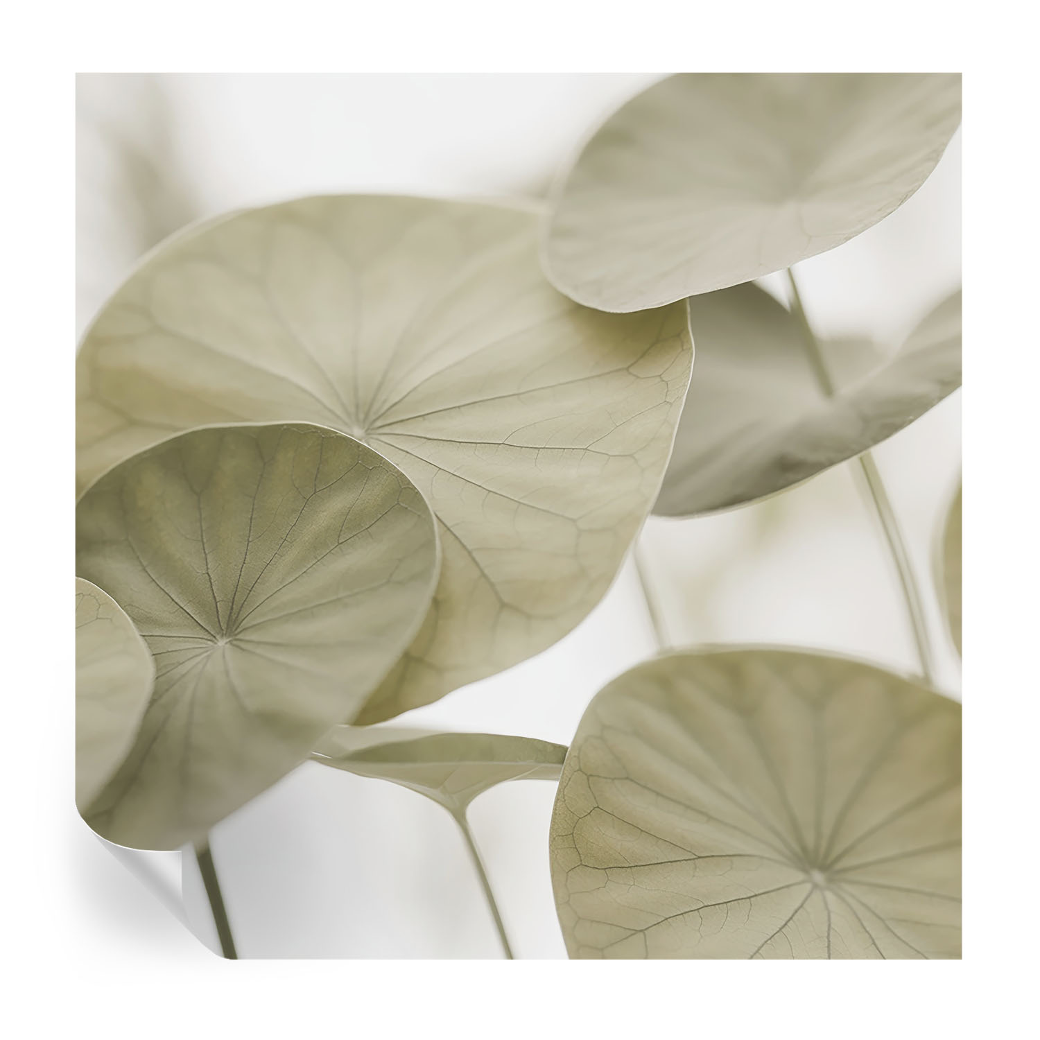Papel de parede vinílico elegância natural 250x250 tulup