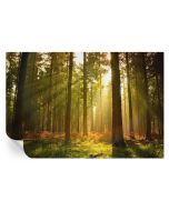 Papel de parede vinílico manhã na floresta 70x104 tulup