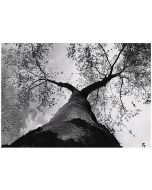 Papel de parede floresta preto e branco 300x210 fotomurais sala de estar
