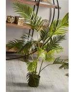 Planta kentia 140 cm. 140 cm