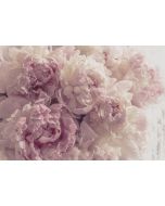 Papel de parede de flores rosa 400x280 não tecido fotomural para quarto