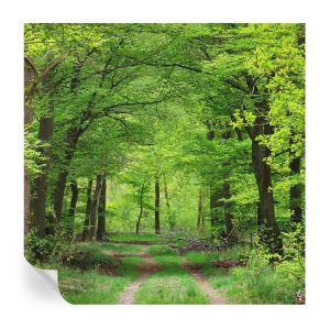 Papel de parede vinílico trilha na floresta 250x250 tulup