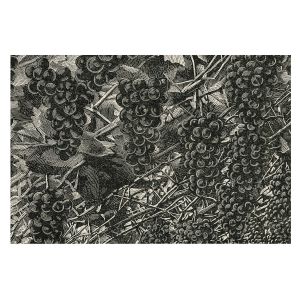Papel de parede tecido não tecido 312x219 estampa de uva tulup