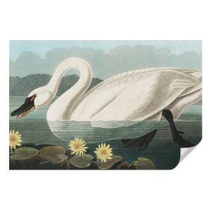 Papel de parede adesivo cisne e nenúfares 104x152 tulup