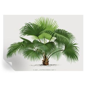 Papel de parede vinílico palmeira exótica 208x146 tulup