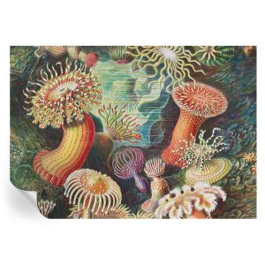 Papel de parede adesivo anêmonas sofisticadas 208x146 tulup