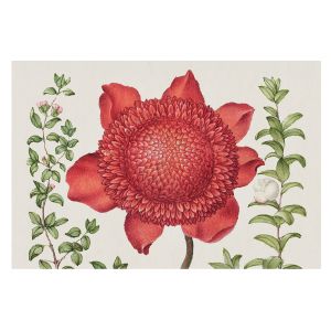 Papel de parede non-woven 312x219 elegância floral tulup