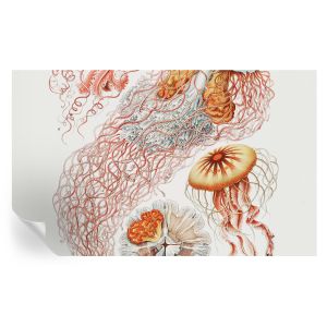 Papel de parede autocolante água-viva sofisticada 416x254 tulup