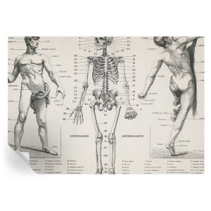 Papel de parede adesivo anatomia clássica 208x146 tulup