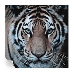 Papel de parede adesivo retrato de tigre 250x250 tulup