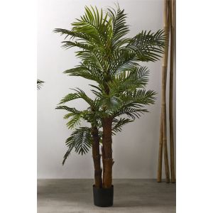 Planta kentia 200 cm. 200 cm