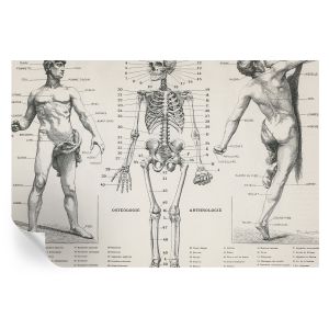 Papel de parede adesivo anatomia clássica 104x152 tulup