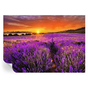 Papel de parede vinílico pôr do sol lavanda 208x146 tulup