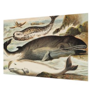 Papel de parede tecido não tecido 312x219 gigantes marinhos tulup