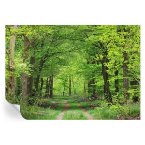 Papel de parede vinílico trilha na floresta 208x146 tulup