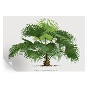 Papel de parede vinílico palmeira exótica 104x152 tulup