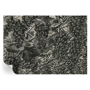 Papel de parede adesivo estampa de uva 208x146 tulup