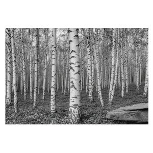 Papel de parede tecido não tecido 312x219 floresta de bétulas tulup