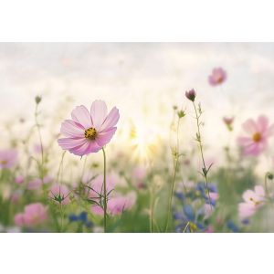 Papel de parede flores campo 250x175 fotomurais quarto não tecido