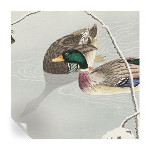 Papel de parede autocolante patos calmos 250x250 tulup