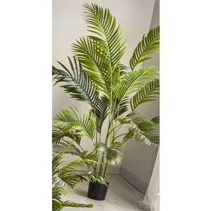 Planta kentia 180 cm. 180 cm