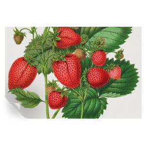 Papel de parede autocolante frutas de verão 104x152 tulup