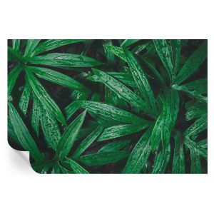 Papel de parede vinílico vegetação natural 104x152 tulup