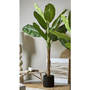 Bananeira de 250 cm. 250 cm