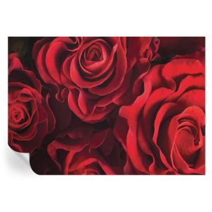 Papel parede adesivo rosas vermelhas 208x146 tulup