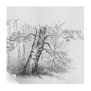 Papel de parede adesivo árvore da floresta 250x250 tulup