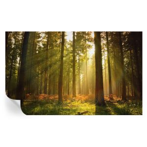 Papel de parede vinílico manhã na floresta 416x254 tulup