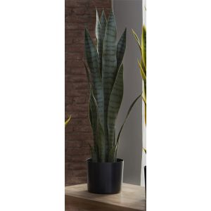 Planta sansevieria 75 cm. 75 centímetros