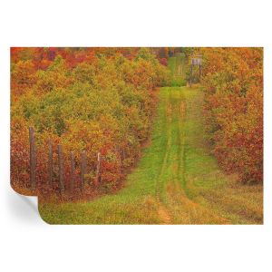Papel de parede vinílico cores de outono 208x146 tulup
