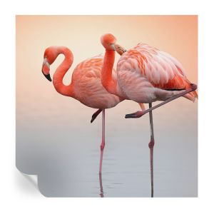 Papel de parede vinílico flamingos delicados 250x250 tulup