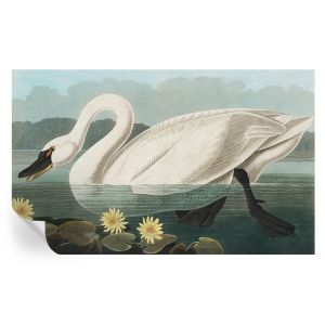 Papel de parede adesivo cisne e nenúfares 416x254 tulup
