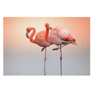 Papel de parede tecido não tecido 250x250 flamingos delicados tulup
