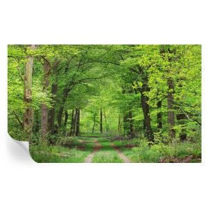 Papel de parede vinílico trilha na floresta 416x254 tulup