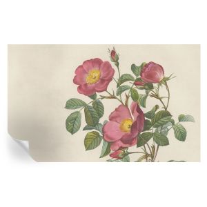 Papel de parede autocolante motivo de rosa 416x254 tulup