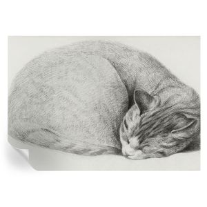 Papel parede adesivo gato enrolado 208x146 tulup
