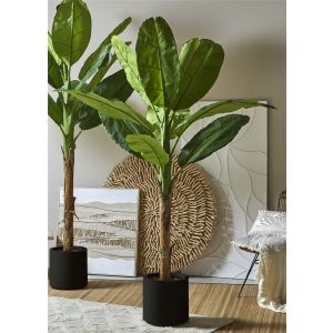 Bananeira 220 cm. 220 cm