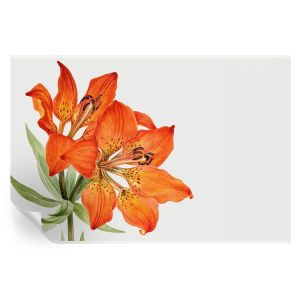 Papel de parede vinílico lírio laranja 104x152 tulup