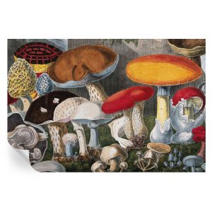 Papel de parede autocolante cogumelos botânicos 104x152 tulup