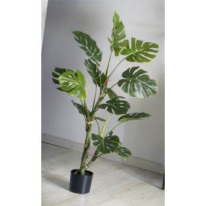Planta filo dividida 140 cm. 140 cm