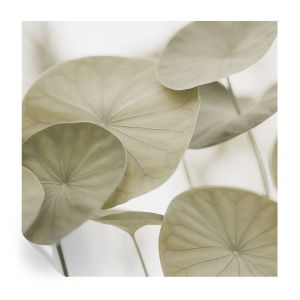 Papel de parede vinílico elegância natural 250x250 tulup