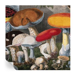 Papel de parede autocolante cogumelos botânicos 250x250 tulup