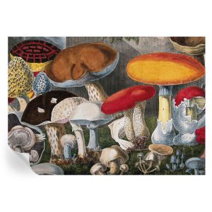 Papel de parede autocolante cogumelos botânicos 208x146 tulup