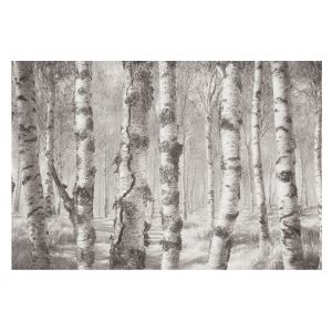 Papel de parede tnt 312x219 floresta de bétulas tulup