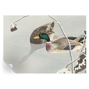Papel de parede autocolante patos calmos 208x146 tulup